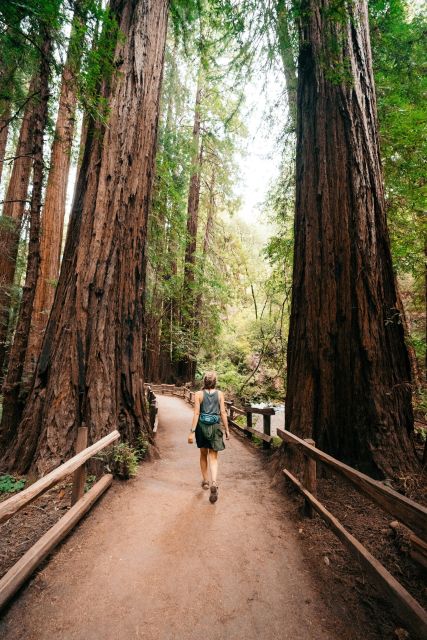 Redwoods Full Day Private Tour and Hike - Tour Description