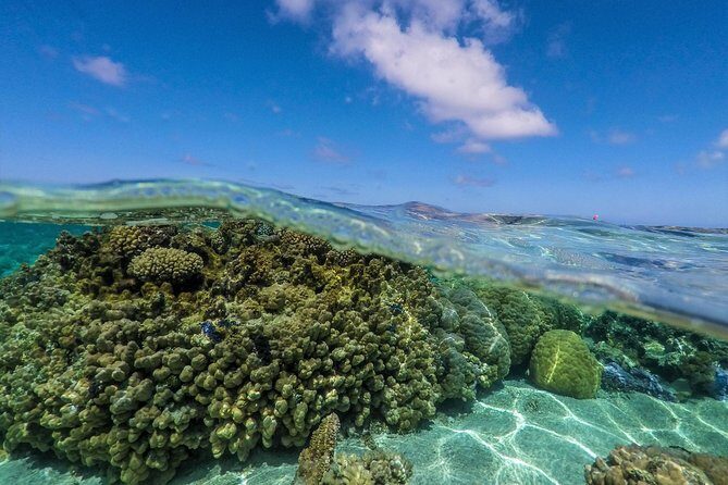 Reef Discovery Half Day Group Signature Tour - Who Is This Tour Best For?