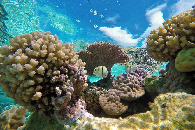 Reef Discovery Luxury Private Snorkeling Lagoon Tour - FAQ