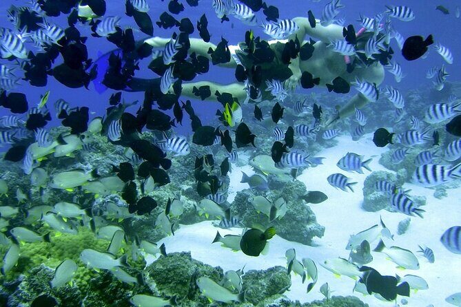 Reef Discovery Private Full Day Lagoon Tour & Water Lunch - FAQ