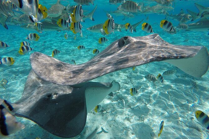 Reef Discovery Private Half Day Lagoon Tour - Practical Aspects for Travelers