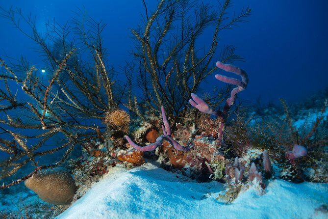 Reef diving in Playa del Carmen - An In-Depth Look at the Playa del Carmen Reef Diving Tour