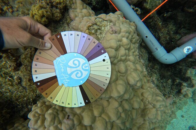 Reef Exploration with Reva Atea participatory science - Discover the Unique Offering of Moorea’s Reef Exploration Tour