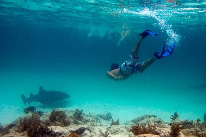 Reef Explorer Half Day Trip - Potential Drawbacks and Considerations