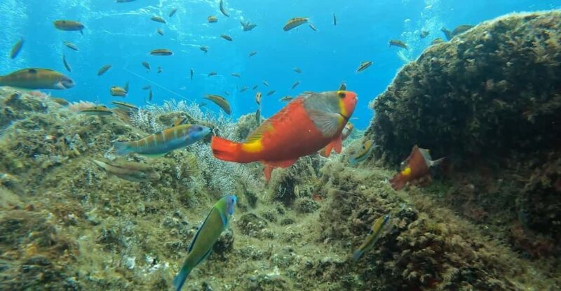 Reef Fish Watching - An In-Depth Look at the Reef Fish Watching Tour