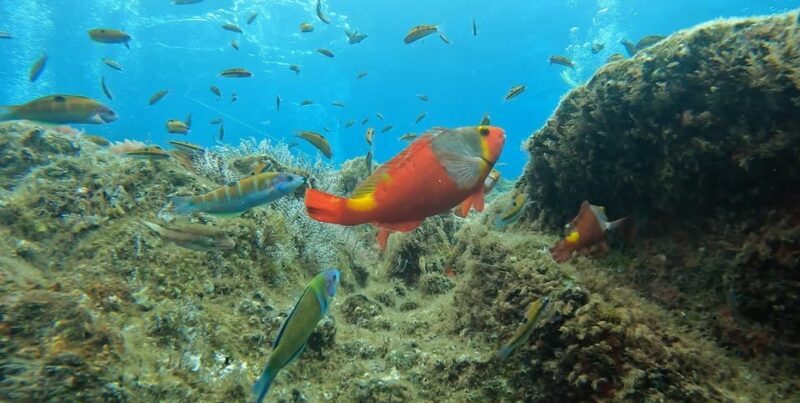 Reef Fish Watching - The Sum Up: Is This Tour Right for You?  