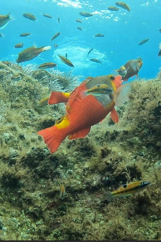 Reef Fish Watching - FAQs