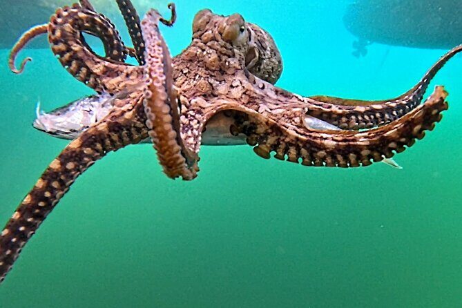 Reef Snorkel under the Captain Cook monument in Kealakekua Bay - Final Thoughts