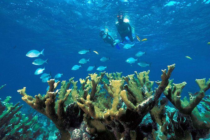 Reef Snorkel, underwater adventure in Puerto Morelos With Transportation & Lunch - Who Should Consider This Tour?
