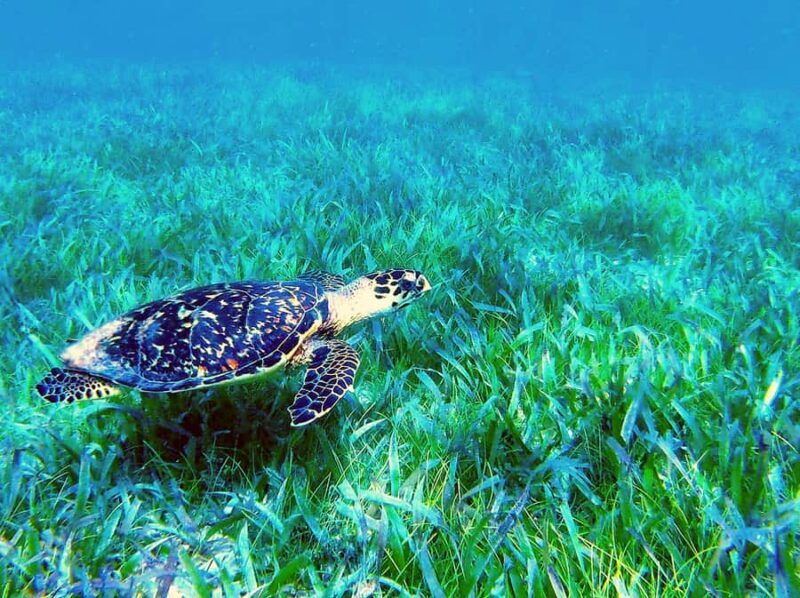 Reef Snorkeling , 3 amazing Cenotes , great local food - Who Is This Tour Best For?