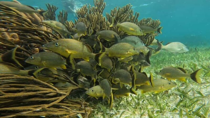 Reef Snorkeling , 3 amazing Cenotes , great local food - Final Thoughts