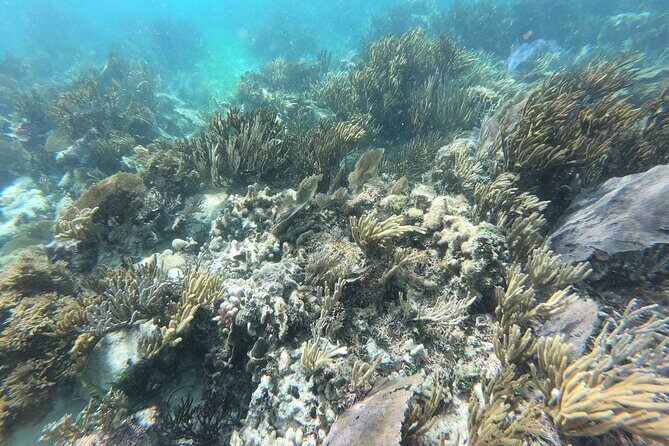 Reef Snorkeling with ATV, Zipline, Cenote that includes lunch and transportation - Final Thoughts