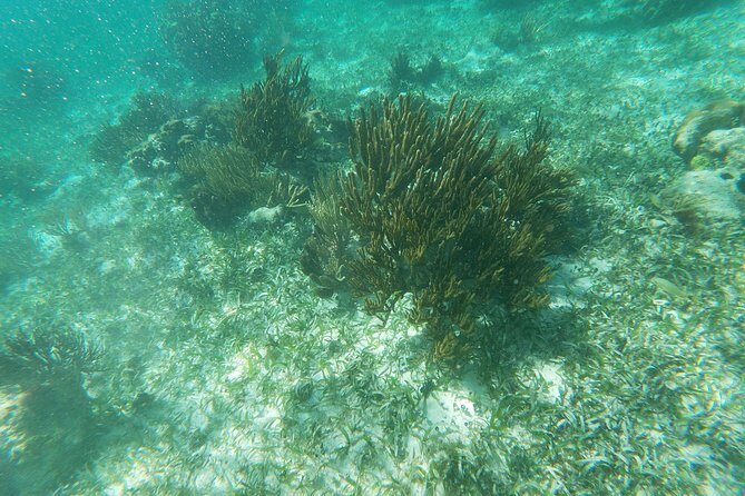 Reef Snorkeling with ATV, Zipline, Cenote that includes lunch and transportation - FAQ