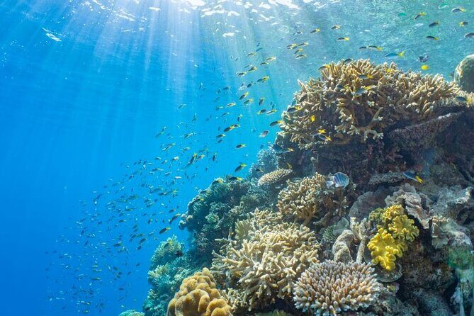 Reef Tour with SCUBA Dive from Cairns, pontoon with activities - Key Points