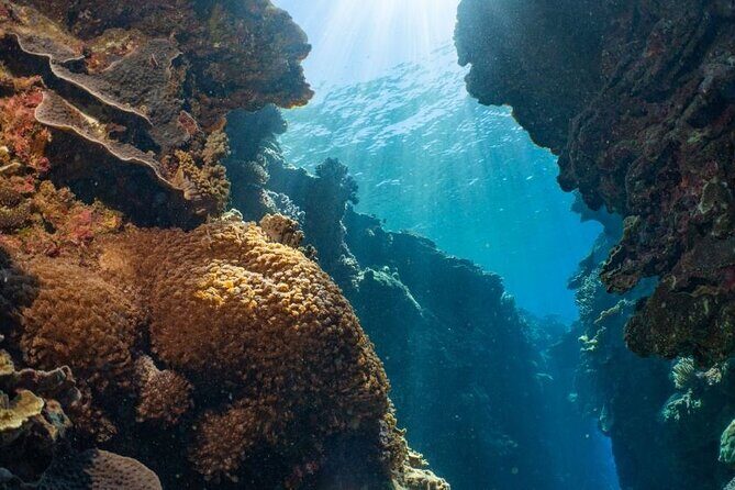 Reef Tour with SCUBA Dive from Cairns, pontoon with activities - The Value of This Reef Tour