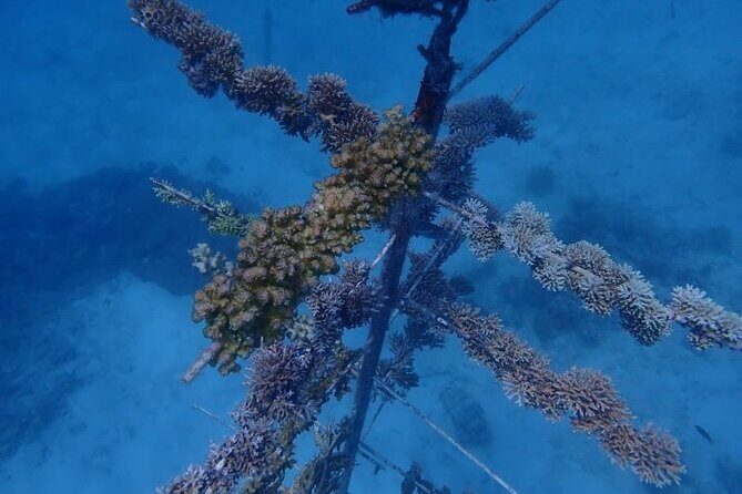 Reef Tour with SCUBA Dive from Cairns, pontoon with activities - Who Will Love This Tour?