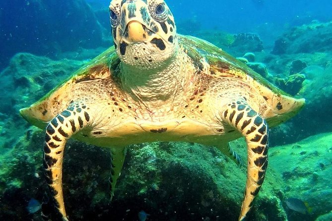 Refresher Scuba Diving Trip, 3 Dives at Racha Noi and Racha Yai - Booking Information