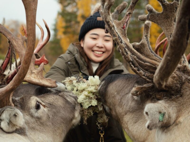 Reindeer Farm Visit With Professional Photographer - Highlights of the Visit