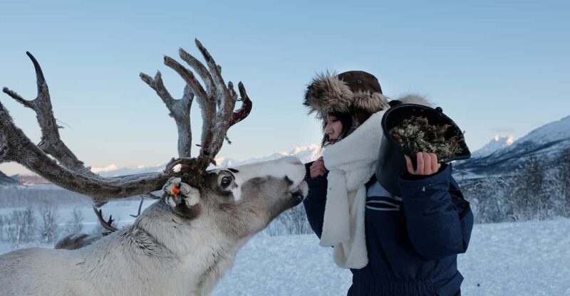 Reindeer Feeding and Sami Experience With Lunch - Highlights and Inclusions