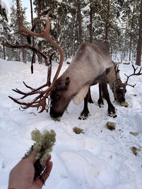 Reindeer feeding in Inari - Exploring the Reindeer Feeding Experience