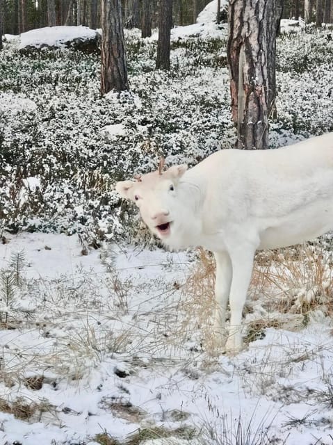 Reindeer feeding in Inari - The Transportation and Weather Factor