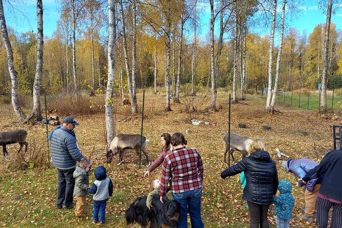 Reindeer Meet and Feed - Talkeetna - An In-Depth Look at the Reindeer Meet and Feed Experience