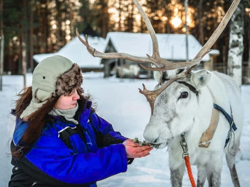 Reindeer Safari at a 200-Year-Old Farm & Long Sled Ride - Key Points