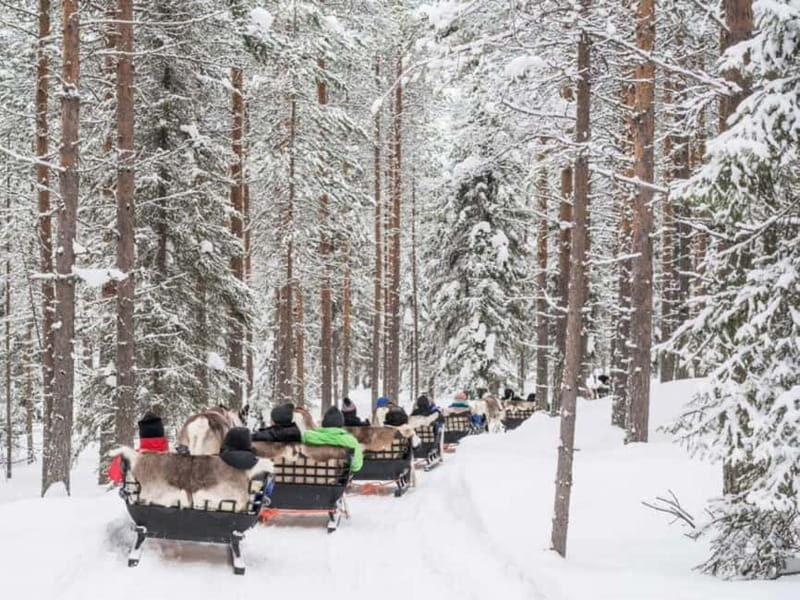 Reindeer Safari at a 200-Year-Old Farm & Long Sled Ride - The Experience in Detail