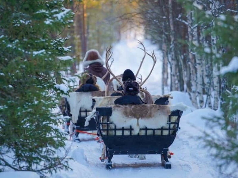 Reindeer Safari at a 200-Year-Old Farm & Long Sled Ride - The Sum Up