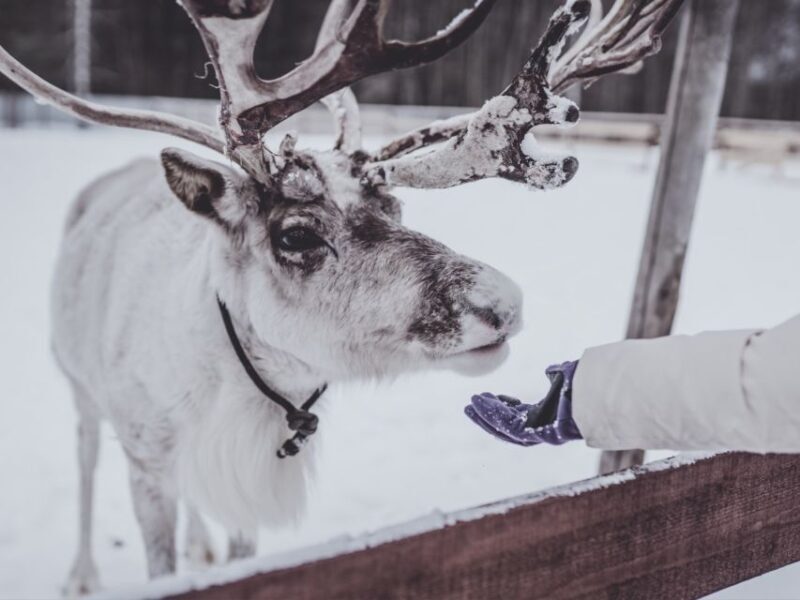 Reindeer Safari at a 200-Year-Old Farm & Long Sled Ride - Key Points
