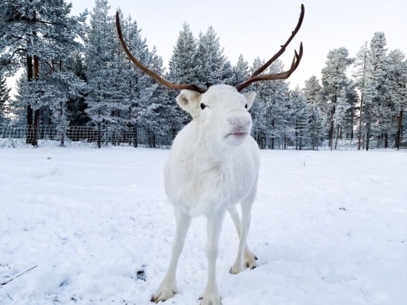 Reindeer Safari at a 200-Year-Old Farm & Long Sled Ride - Exploring the Heart of Lapland’s Reindeer Culture