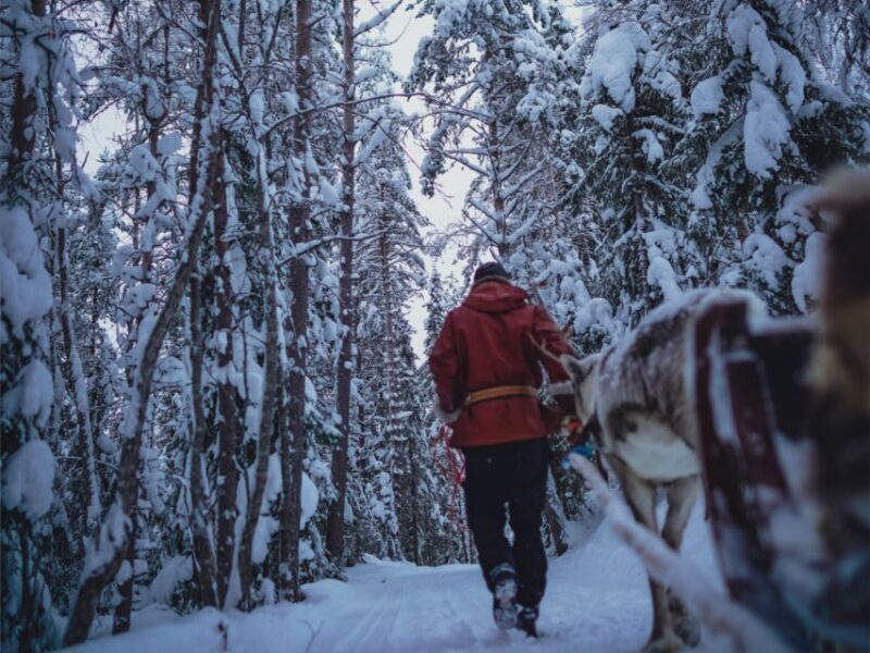 Reindeer Safari at a 200-Year-Old Farm & Long Sled Ride - Practical Details and What to Expect
