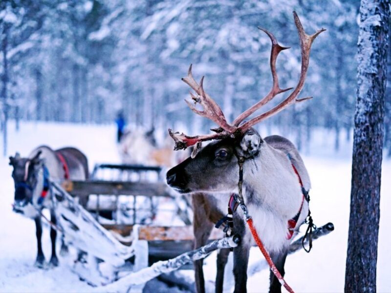 Reindeer Safari at a 200-Year-Old Farm & Long Sled Ride - The Sum Up: Why This Tour Matters
