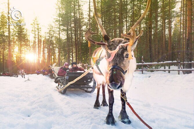 Reindeer Safari in Arctic Wilderness - Key Points