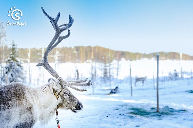 Reindeer Safari in Arctic Wilderness - Practical Details: What You Need to Know