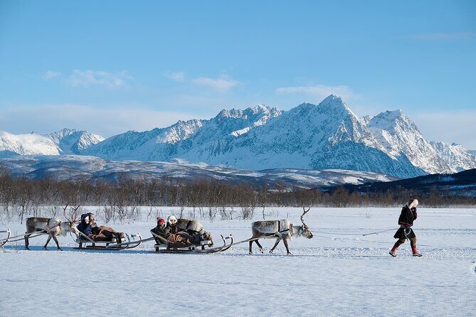 Reindeer Sledding and Feeding with Sami Culture in Tromso. - The Sum Up: Who Will Love This Tour?
