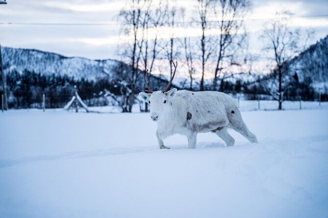 Reindeer Sledding, Feeding And Sami Culture At Reindeer Farm - The Experience: What to Expect