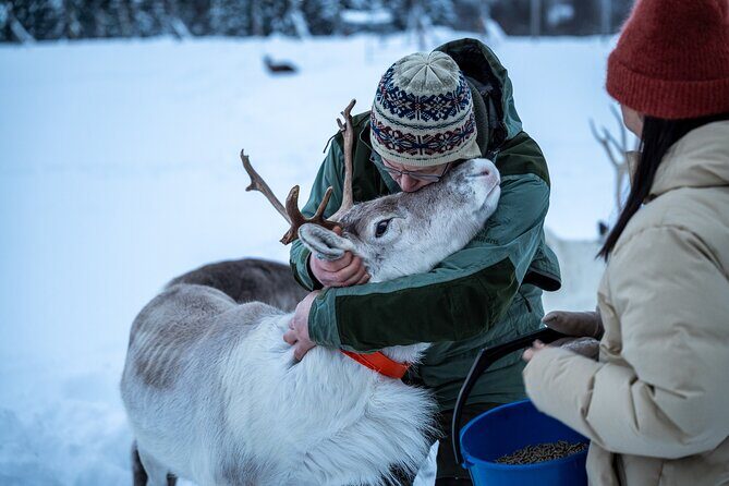 Reindeer Sledding, Feeding And Sami Culture At Reindeer Farm - Practical Details: Transportation, Timing, and Group Size
