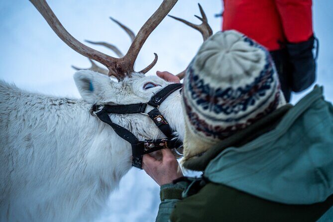 Reindeer Sledding, Feeding And Sami Culture At Reindeer Farm - Pricing and Value