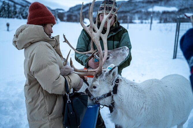 Reindeer Sledding, Feeding And Sami Culture At Reindeer Farm - FAQ