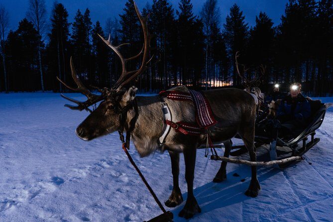 Reindeer sleigh ride across the night in Apukka Resort Rovaniemi - Final Thoughts: Is This Tour Worth It?