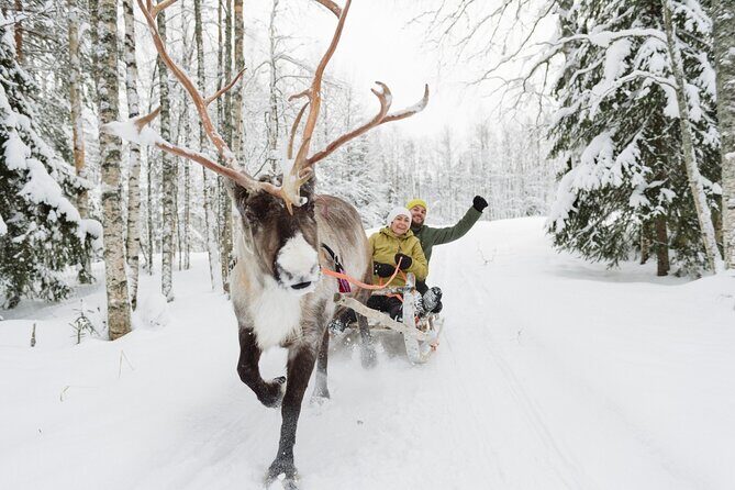 Reindeer Sleigh Ride and Farm Experience from Rovaniemi - Final Thoughts