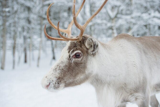 Reindeer Sleigh Ride and Farm Experience from Rovaniemi - FAQ