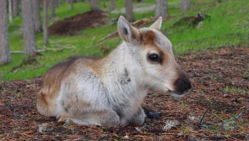 Reindeer Summer Farm Visit at a 200-Year-Old Rovaniemi Farm - Key Points