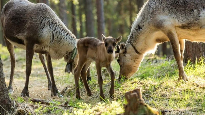 Reindeer Summer Farm Visit at a 200-Year-Old Rovaniemi Farm - Who Will Appreciate This Tour Most?