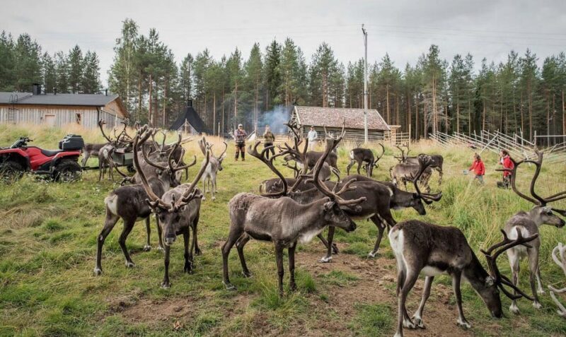 Reindeer Summer Farm Visit at a 200-Year-Old Rovaniemi Farm - Frequently Asked Questions