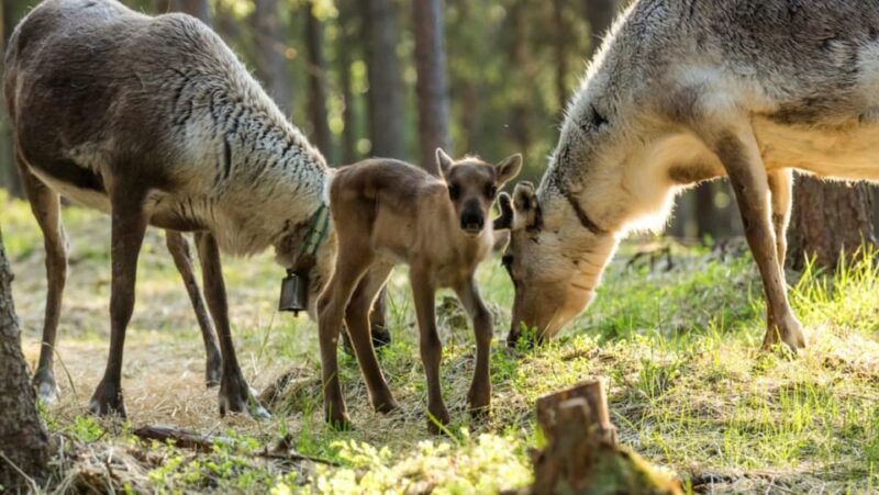 Reindeer Summer Farm Visit at a 200-Year-Old Rovaniemi Farm - Key Points
