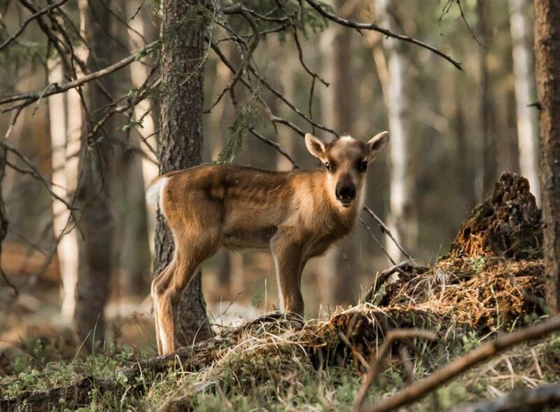 Reindeer Summer Farm Visit at a 200-Year-Old Rovaniemi Farm - Who Should Consider This Tour?