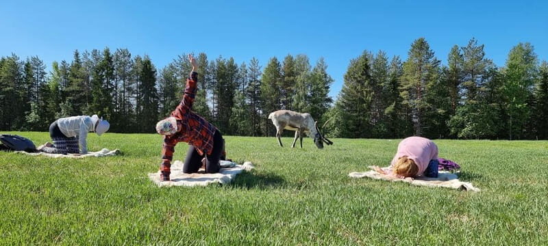 Reindeer yoga in Kuusamo - Key Points