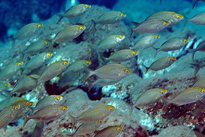 Relaxing Snorkeling Tour at the Isola Bella Marine Park Taormina - What to Bring